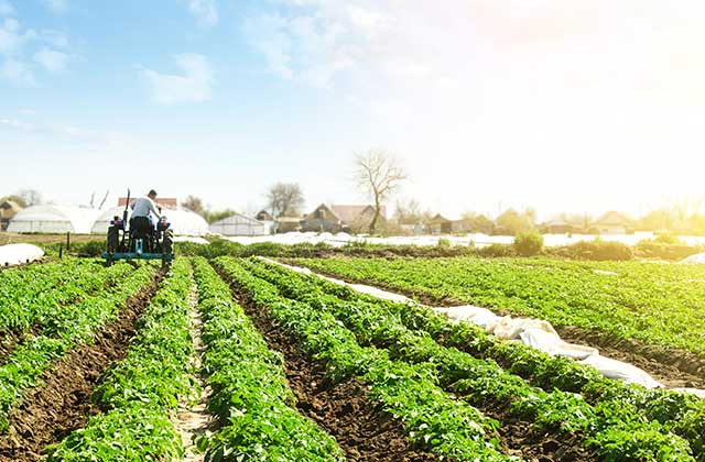 Imagem do serviço: Agricultura
