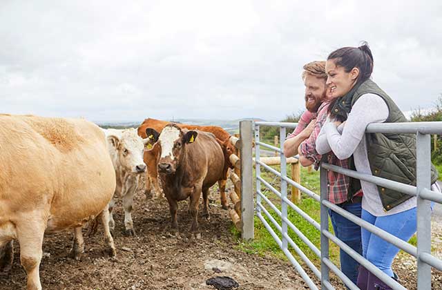 Imagem do serviço: Pecuária