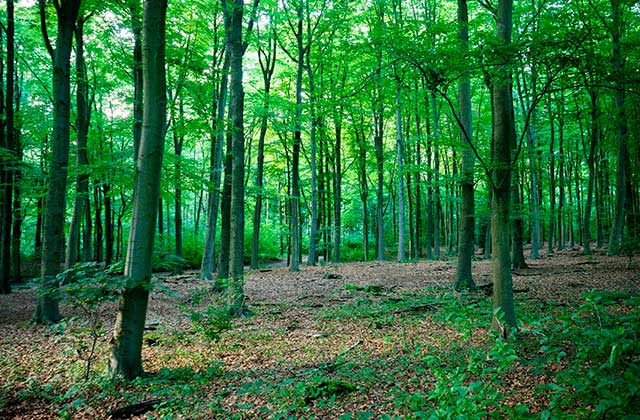 Imagem do serviço: Florestal
